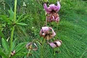 24 Giglio martagone (Lilium martagon)